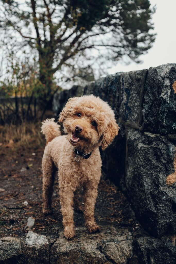 Factors to Consider When Selecting a Pet Crate: Portability and Travel Friendly