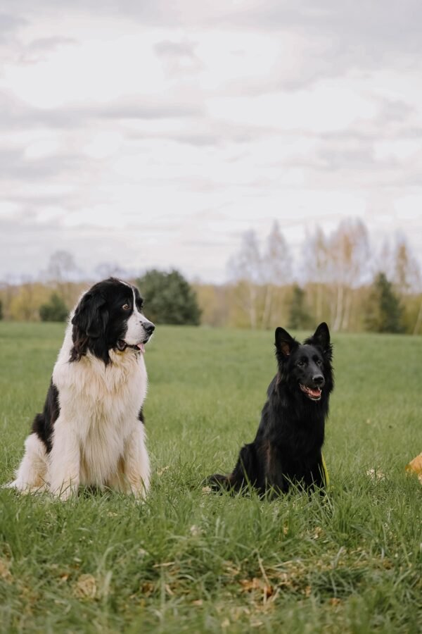 Pamper Your Pet with Orthopedic Bedding for Crates