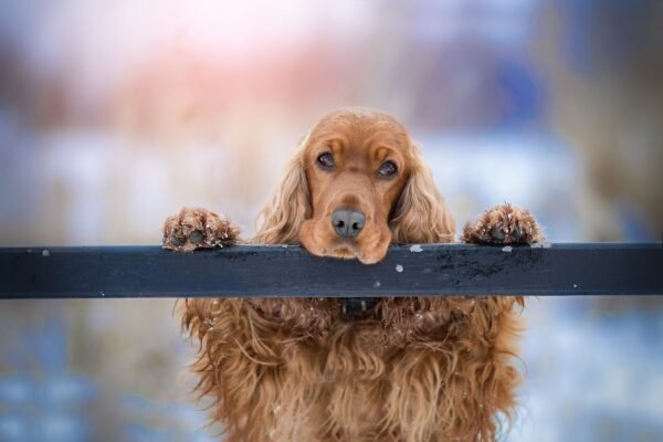 Optimizing Crate Training with a Well-Planned Schedule